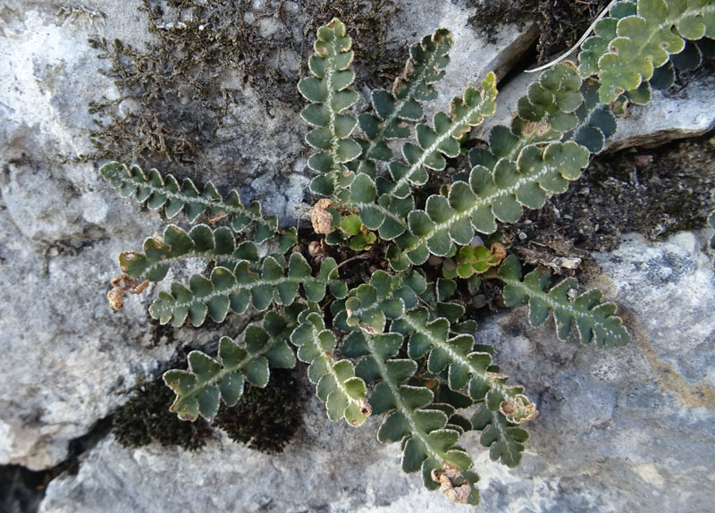 Asplenium ceterach (erba ruggine) - Aspleniaceae